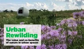The Promise of Urban Rewilding